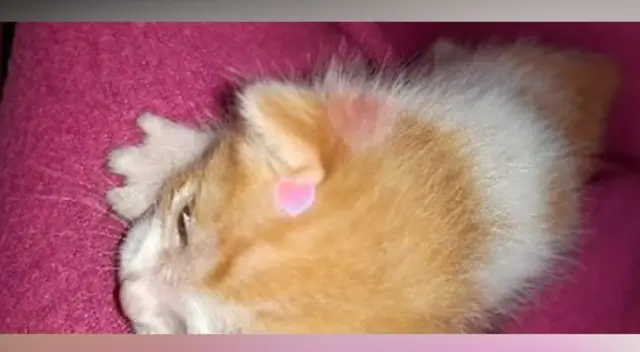 El gatito bebé se estaba ahogando al nacer. El gatito bebé se estaba ahogando al nacer.