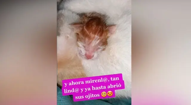 El gatito bebé se estaba ahogando al nacer. El gatito bebé se estaba ahogando al nacer.