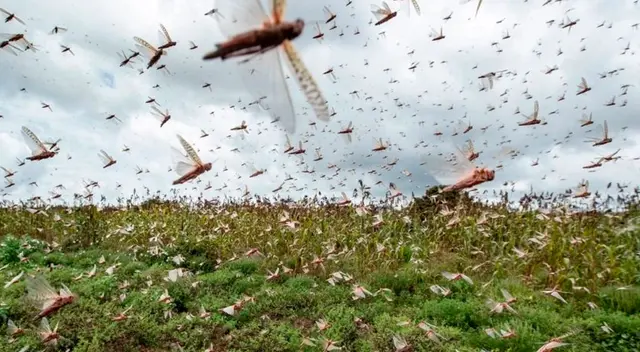 Plaga de langostas enciende la alerta en cuatro países de Latinoamérica Plaga de langostas enciende la alerta en cuatro países de Latinoamérica