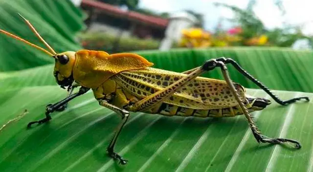 Plaga de langostas enciende la alerta en cuatro países de Latinoamérica Plaga de langostas enciende la alerta en cuatro países de Latinoamérica