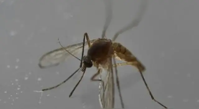 La OMS considera al virus del zika como enfermedad de riesgo para la salud pública.