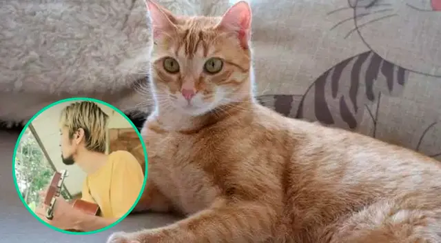 El gato se volvió protagonista de este video viral. El gato se volvió protagonista de este video viral.