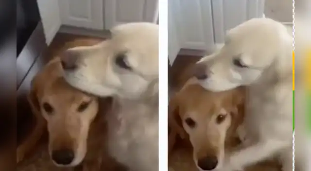 La conmovedora escena se robó el corazón de miles en las redes sociales.