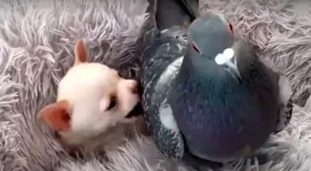 Esta palomita no puede volar y el perrito no puede movilizarse con normalidad, pero ambos saben como disfrutar en su refugio. Esta palomita no puede volar y el perrito no puede movilizarse con normalidad, pero ambos saben como disfrutar en su refugio.