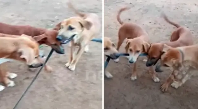 En el video se logra ver cómo los cachorros tratan de soltar a su madre. En el video se logra ver cómo los cachorros tratan de soltar a su madre.