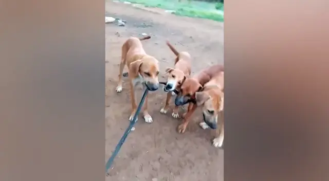 Los perritos hicieron los imposible para dejar libre a su mamá. Los perritos hicieron los imposible para dejar libre a su mamá.
