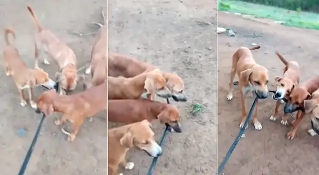 Los perritos hicieron los imposible para dejar libre a su mamá. Los perritos hicieron los imposible para dejar libre a su mamá.