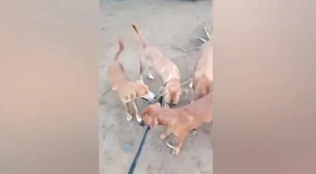 Los perritos hicieron los imposible para dejar libre a su mamá. Los perritos hicieron los imposible para dejar libre a su mamá.