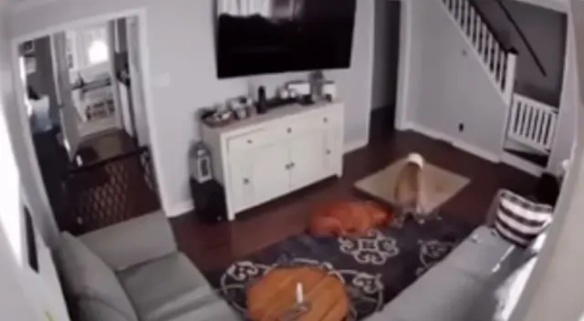 Los perritos protagonizaron tierna escena. Los perritos protagonizaron tierna escena.