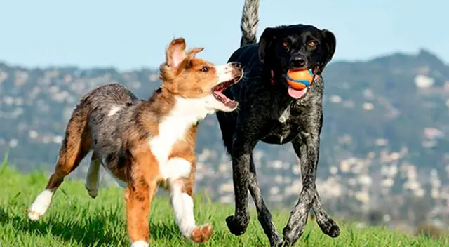 Los perritos protagonizaron tierna escena. Los perritos protagonizaron tierna escena.