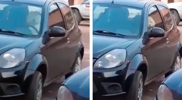 El cómico video causó la risa de miles de usuarios en las redes sociales. El cómico video causó la risa de miles de usuarios en las redes sociales.