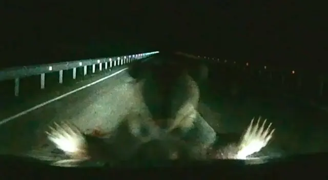 La mamá del osezno se lanzó contra el auto. La mamá del osezno se lanzó contra el auto.