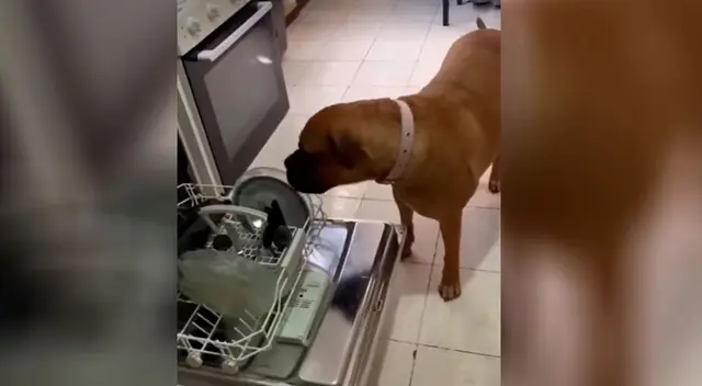 El perro tuvo una ingeniosa manera de ayudar con los quehaceres del hogar. El perro tuvo una ingeniosa manera de ayudar con los quehaceres del hogar.