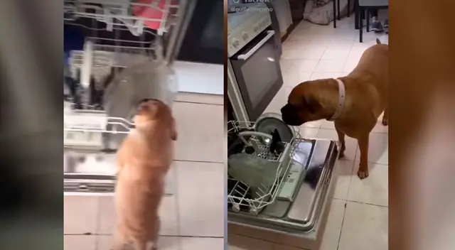 El perro tuvo una ingeniosa manera de ayudar con los quehaceres del hogar. El perro tuvo una ingeniosa manera de ayudar con los quehaceres del hogar.