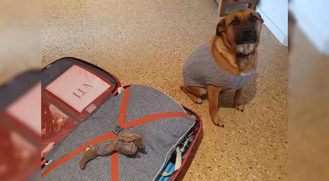 Bonnie dejó su muñeco favorito en la maleta de su mejor amigo. Bonnie dejó su muñeco favorito en la maleta de su mejor amigo.