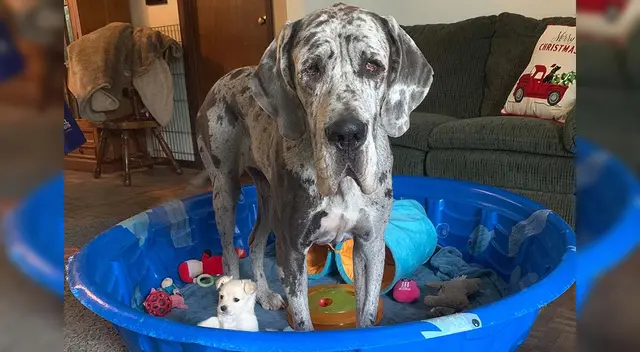 Ambos animalitos comparten mucho tiempo juntos. Ambos animalitos comparten mucho tiempo juntos.