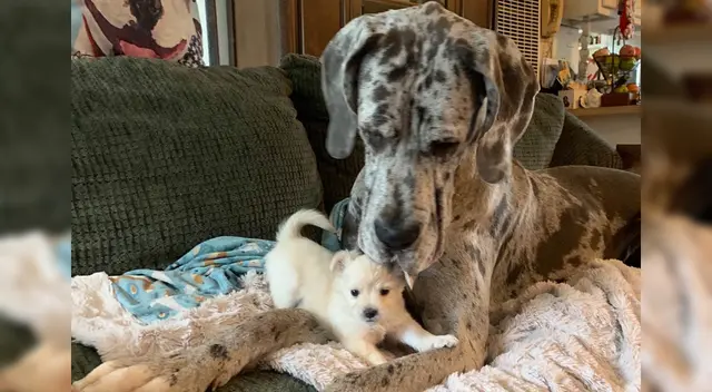 Ambos animalitos comparten mucho tiempo juntos. Ambos animalitos comparten mucho tiempo juntos.