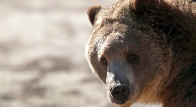 Diversos grupos de ayuda a los animales han exigido que se anule la condena.