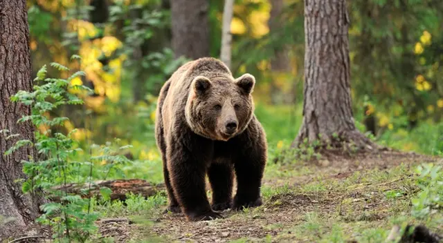 Diversos grupos de ayuda a los animales han exigido que se anule la condena.