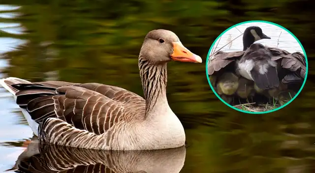 La mamá gansa se volvió viral por su increíble historia.