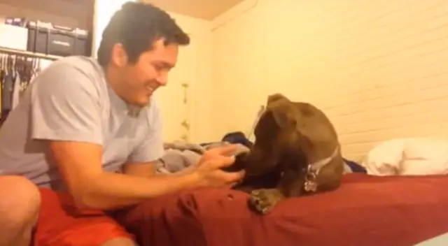 El emotivo encuentro de un perro con un gatito recién nacido El emotivo encuentro de un perro con un gatito recién nacido