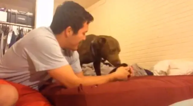 El emotivo encuentro de un perro con un gatito recién nacido El emotivo encuentro de un perro con un gatito recién nacido