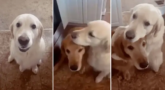 El perrito abrazo a su amigo para pedirle disculpas. El perrito abrazo a su amigo para pedirle disculpas.