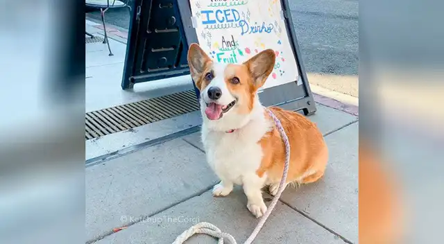 El perrito aprendió un curioso truco que sorprendió a todos.