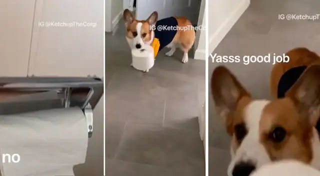 El perrito aprendió un curioso truco que sorprendió a todos.