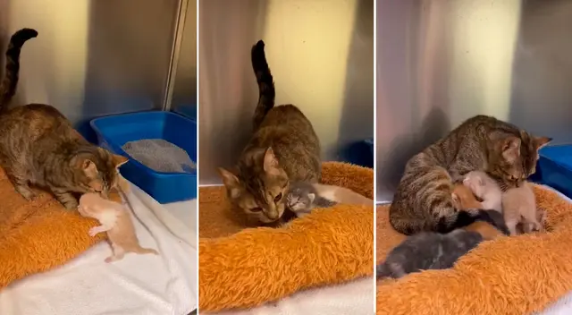 Gata se reencuentra con sus crías y protagonizan tierno momento