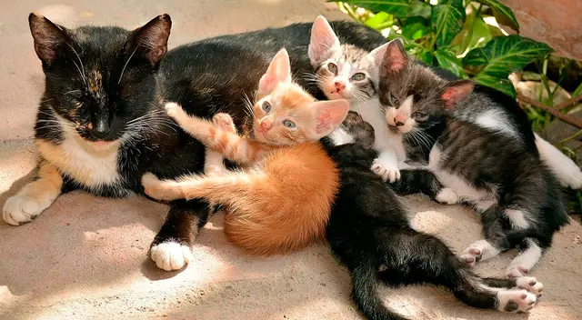 Gata se reencuentra con sus crías y protagonizan tierno momento