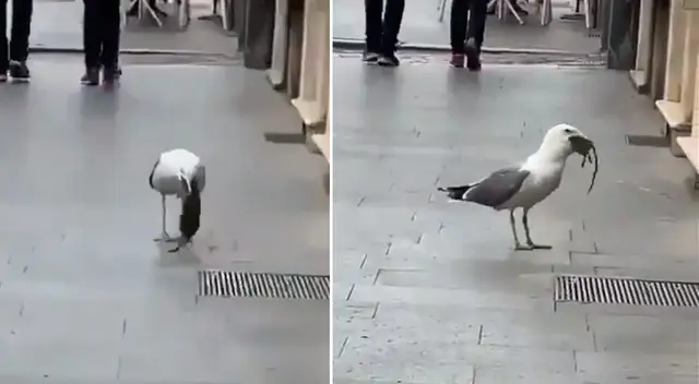 Gaviota engulle a enorme rata