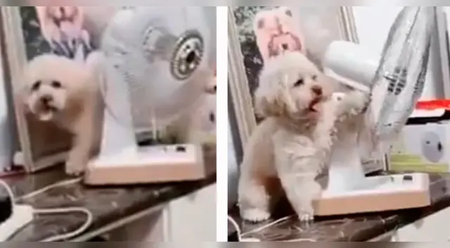 El particular comportamiento del perrito causó la risa de miles de internautas en las redes sociales. El particular comportamiento del perrito causó la risa de miles de internautas en las redes sociales.