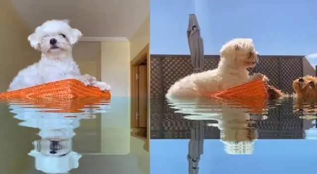 Peculiar TikTok de los perros en un éxito en esta cuarentena.