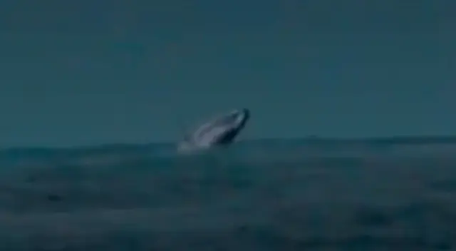 Ballena en Chorrillos