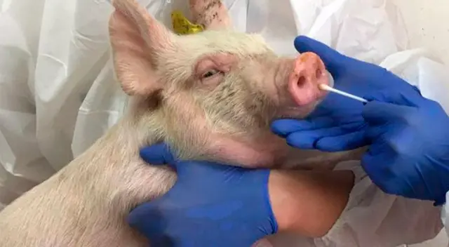 Nueva cepa de virus de gripe en cerdos amenaza con ser pandemia. Nueva cepa de virus de gripe en cerdos amenaza con ser pandemia.