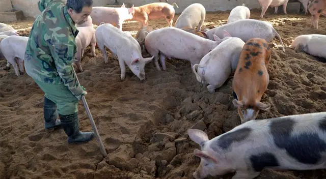 Nueva cepa de virus de gripe en cerdos amenaza con ser pandemia. Nueva cepa de virus de gripe en cerdos amenaza con ser pandemia.