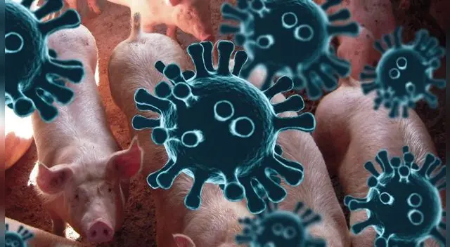 Nueva cepa de virus de gripe en cerdos amenaza con ser pandemia. Nueva cepa de virus de gripe en cerdos amenaza con ser pandemia.