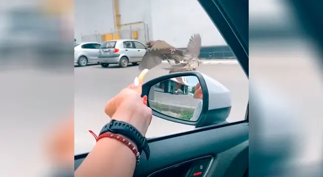 Joven presenció la ‘patada voladora’ de un ave para robarle la comida a otra