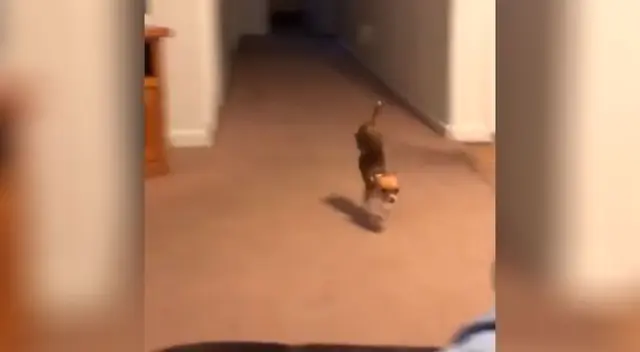 El perrito se volvió toda una celebridad por sus impresionantes habilidades.