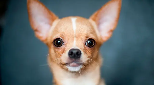 El perrito se volvió toda una celebridad por sus impresionantes habilidades.