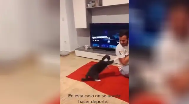 El gato se enoja cada vez que su dueño hace ejercicio. El gato se enoja cada vez que su dueño hace ejercicio.