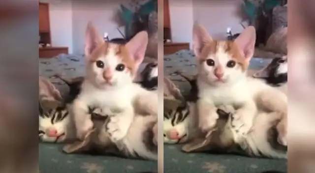 Gatitos enamoran a todos con sus particulares muestras de amor Gatitos enamoran a todos con sus particulares muestras de amor