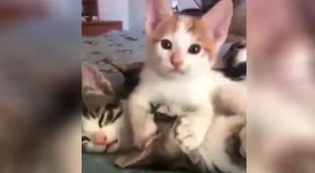 Gatitos enamoran a todos con sus particulares muestras de amor Gatitos enamoran a todos con sus particulares muestras de amor