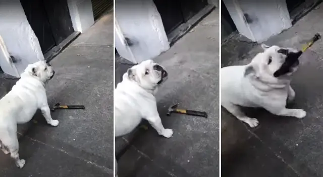 El perrito asustó a los transeúntes que intentaron acariciarlo. El perrito asustó a los transeúntes que intentaron acariciarlo.