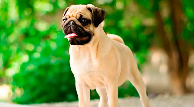 La divertida reacción de un perro al conocer a los amigos de su dueño