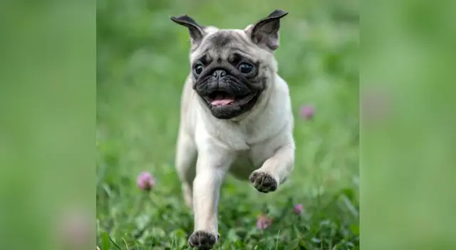 La divertida reacción de un perro al conocer a los amigos de su dueño
