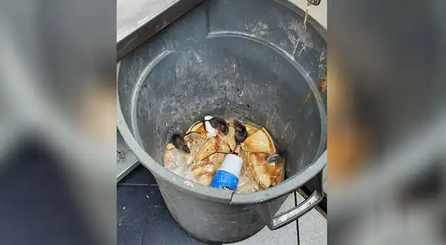 Descubren que ratas “nadaban” en la salsa de tomate de reconocida pizzería Descubren que ratas “nadaban” en la salsa de tomate de reconocida pizzería