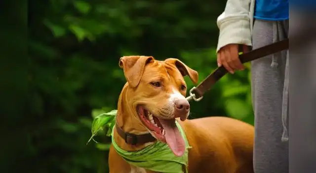 Ingeniosa fue la respuesta que un mexicano tuvo cuando ofendieron a su inocente cachorro. La imagen se volvió viral en Facebook. Ingeniosa fue la respuesta que un mexicano tuvo cuando ofendieron a su inocente cachorro. La imagen se volvió viral en Facebook.