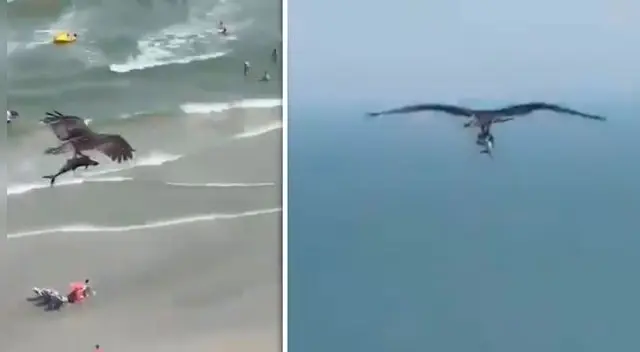 Mira el impactante video del águila cazando al tiburón.